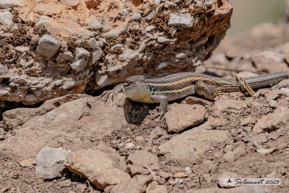 Psammodromus algirus - Lucertola striata - Algerian psammodromus