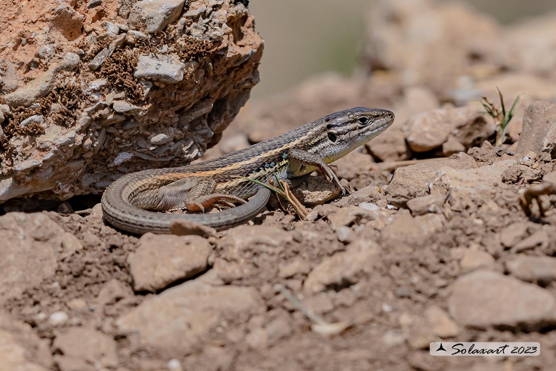 Psammodromus algirus - Lucertola striata - Algerian psammodromus