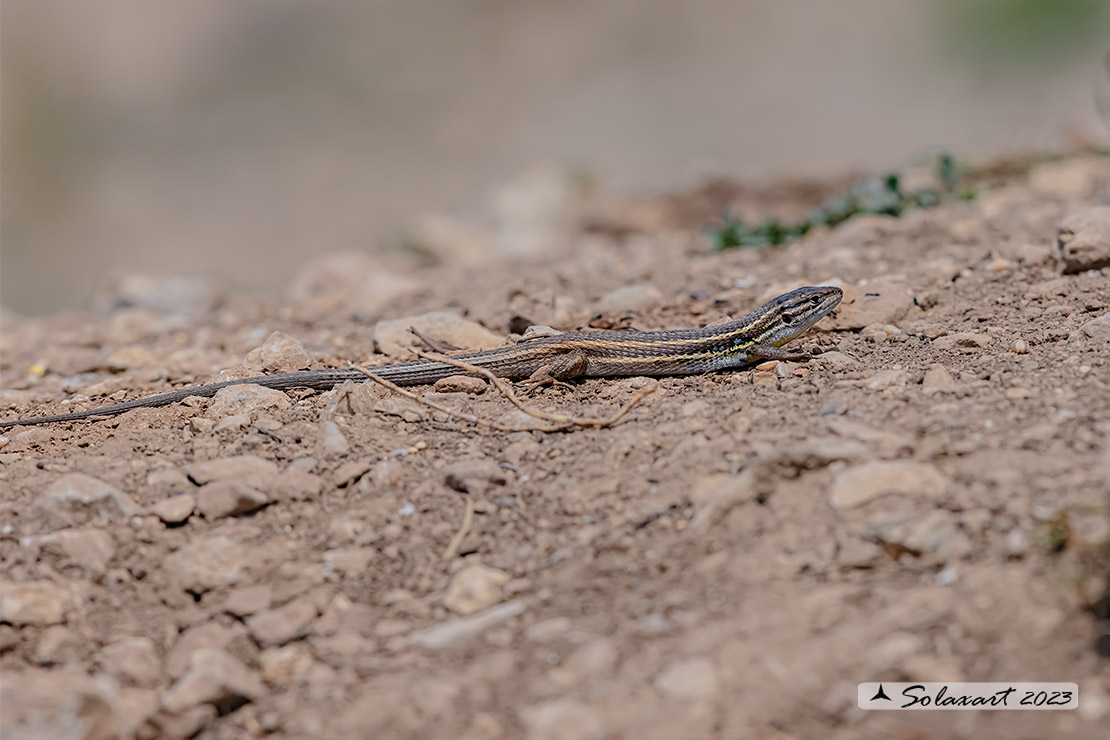 Psammodromus algirus - Lucertola striata - Algerian psammodromus