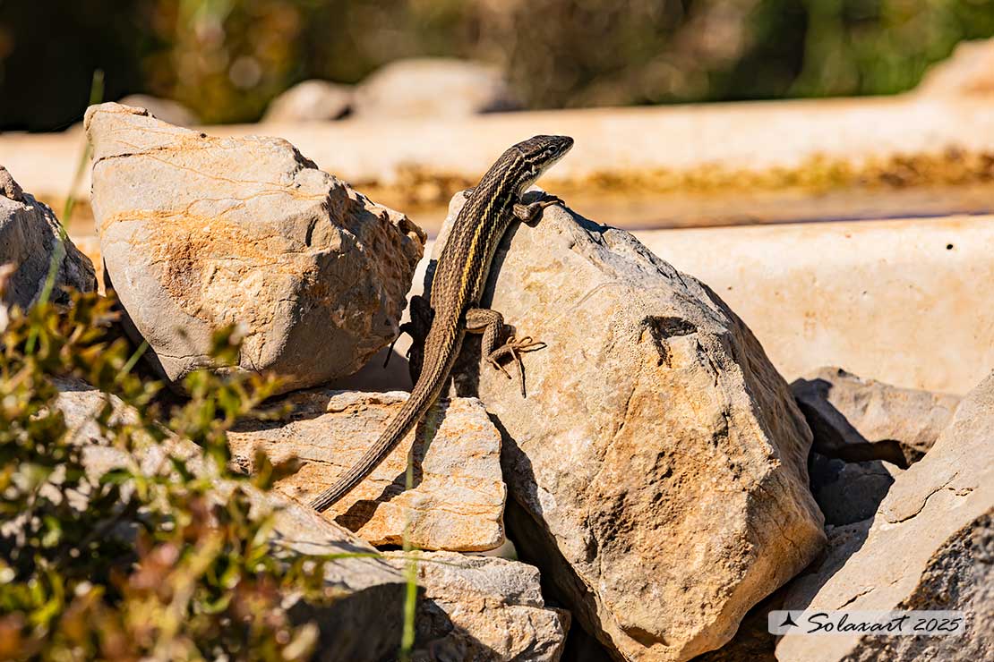 Psammodromus algirus - Lucertola striata - Algerian psammodromus