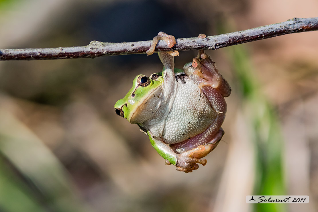 Hyla intermedia - Raganella - Italian tree frog