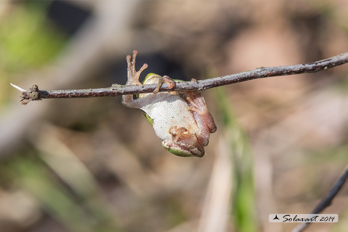 Hyla intermedia - Raganella - Italian tree frog