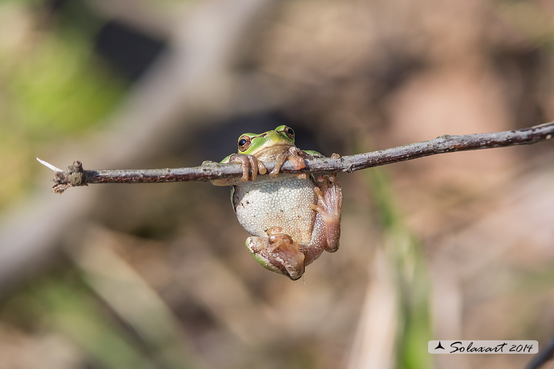 Hyla intermedia - Raganella - Italian tree frog