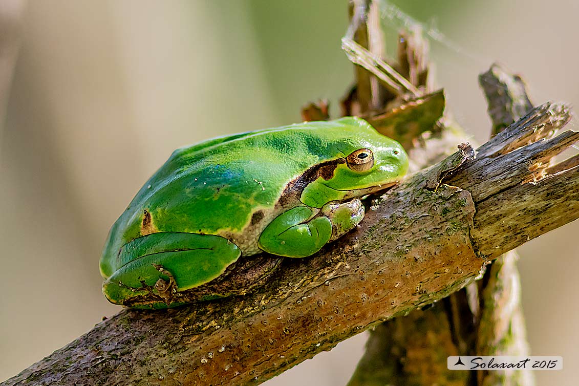 Hyla intermedia - Raganella - Italian tree frog