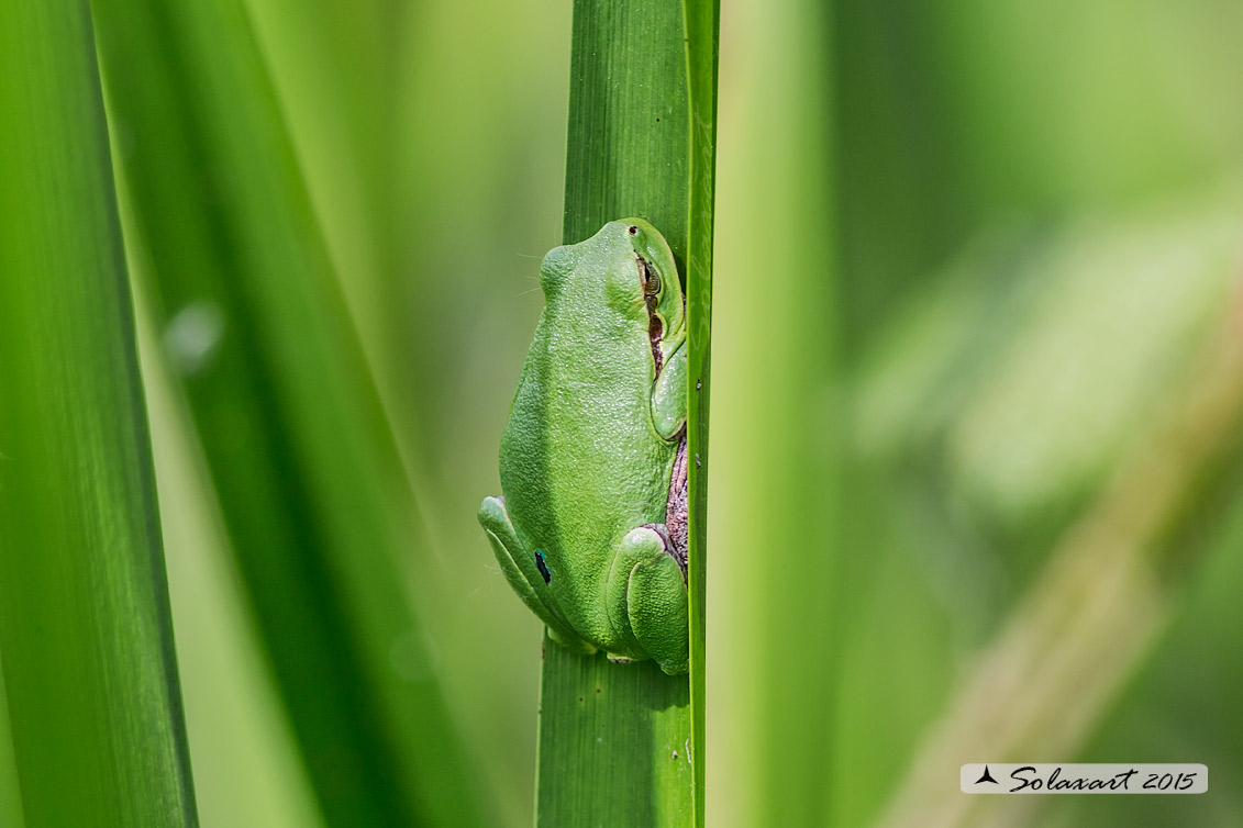 Hyla intermedia - Raganella - Italian tree frog