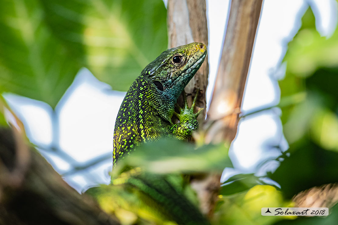 Lacerta bilineata: Ramarro (maschio); Western Green lizard (male)