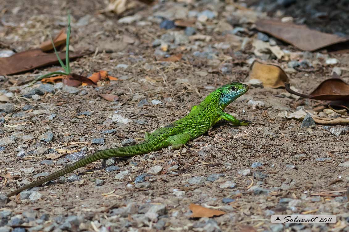 Lacerta bilineata: Ramarro (maschio); Western Green lizard (male)