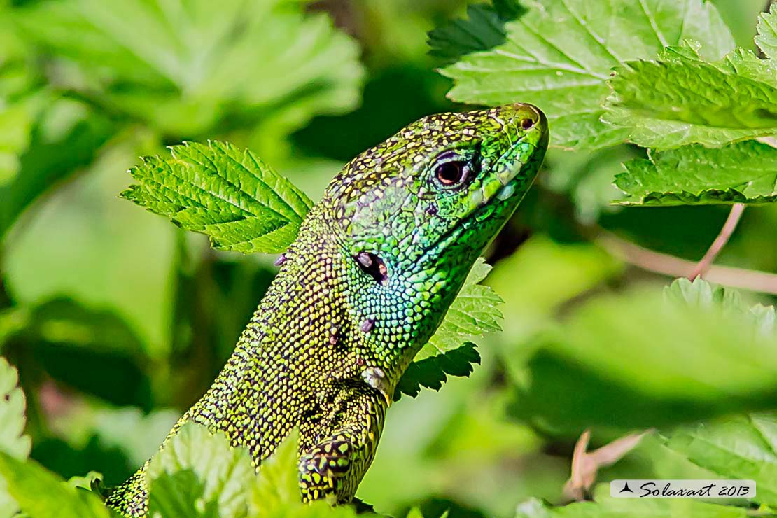Lacerta bilineata - Ramarro - Western Green lizard