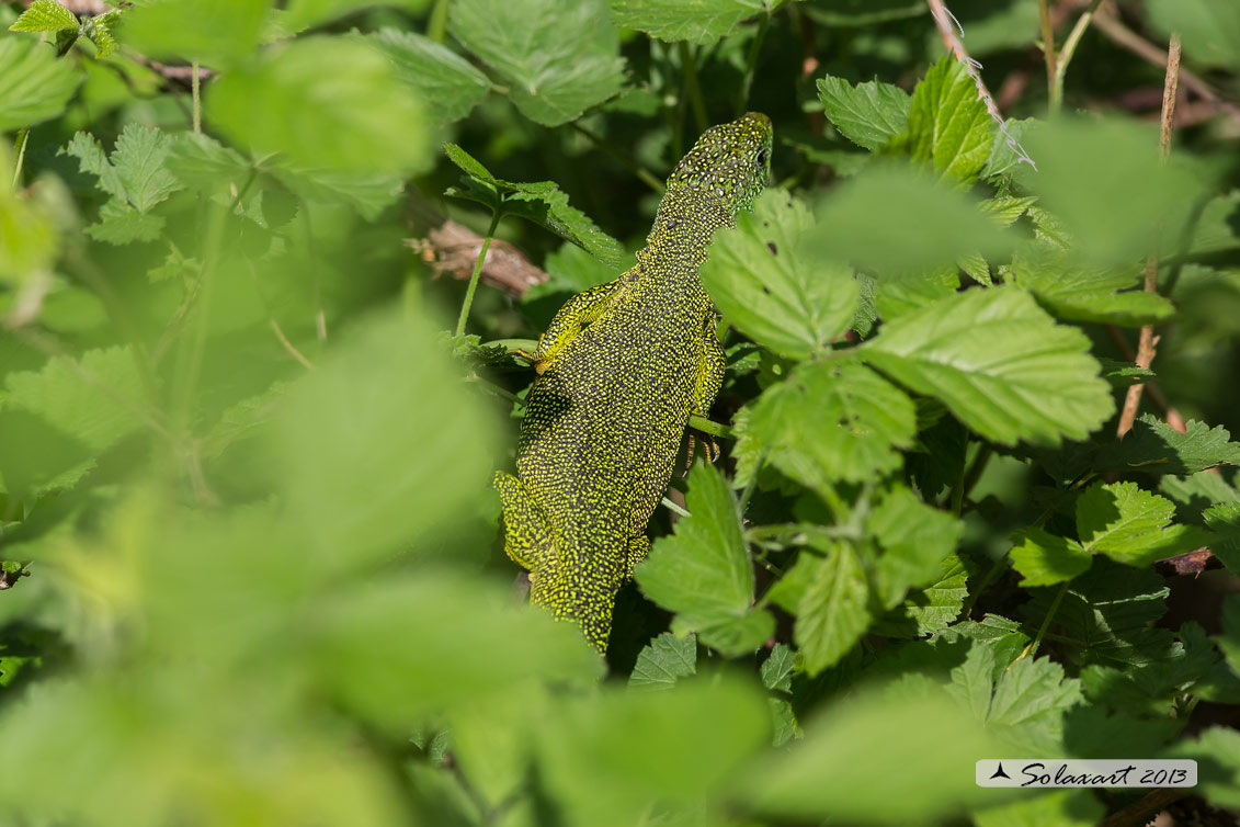 Lacerta bilineata - Ramarro - Western Green lizard