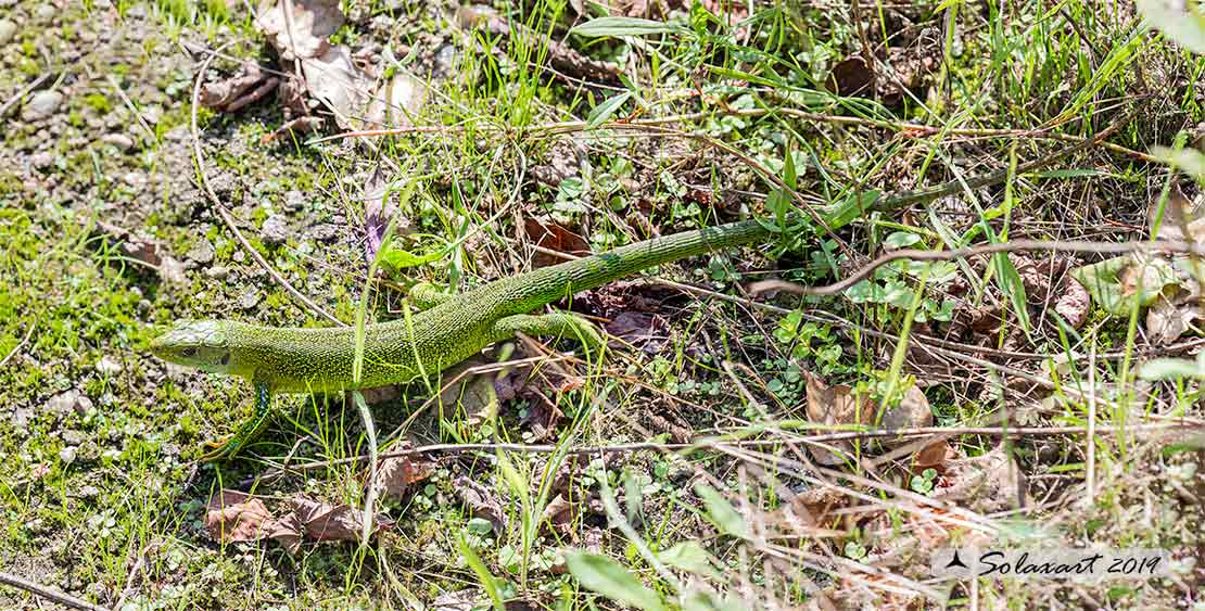 Lacerta bilineata: Ramarro (maschio); Western Green lizard (male)