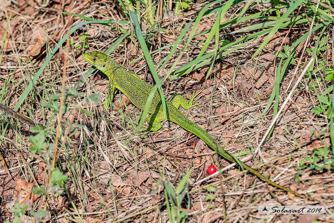 Lacerta bilineata: Ramarro (maschio); Western Green lizard (male)