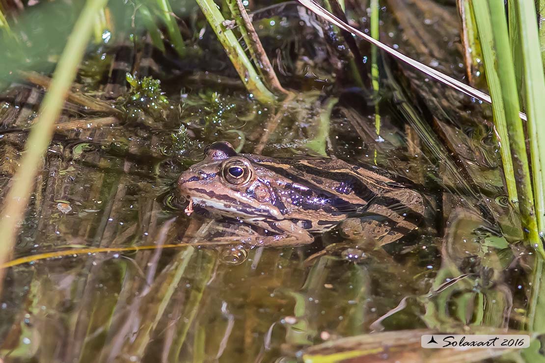 Pelophylax ridibundus: Rana verde maggiore; Marsh frog