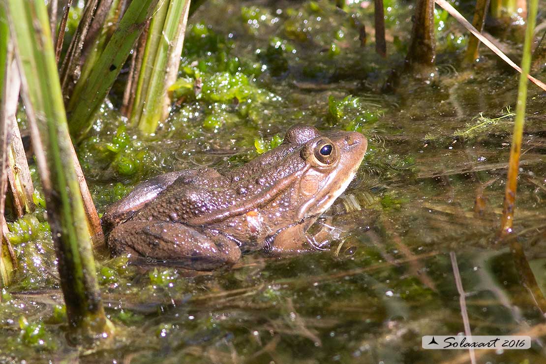 Pelophylax ridibundus: Rana verde maggiore; Marsh frog