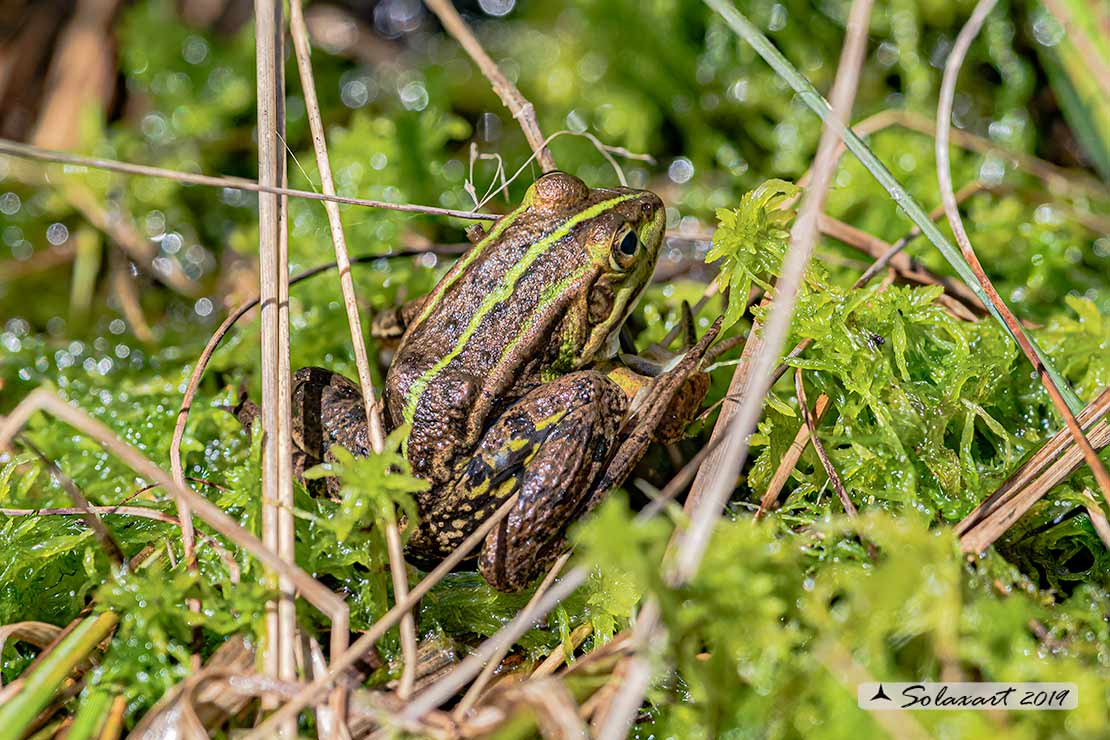 Pelophylax ridibundus: Rana verde maggiore; Marsh frog