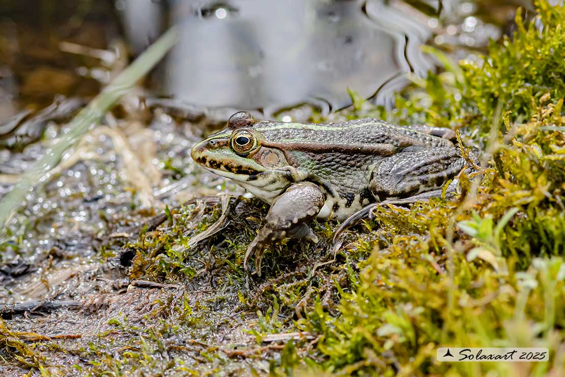 Pelophylax ridibundus: Rana verde maggiore; Marsh frog