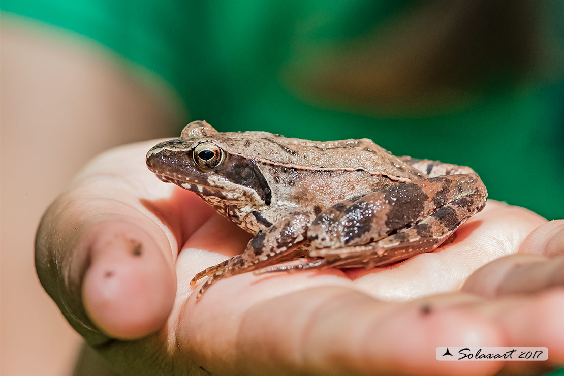 Rana arvalis - Rana arvale - Moor frog