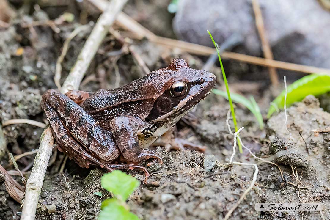 Rana latastei; Rana di Lataste