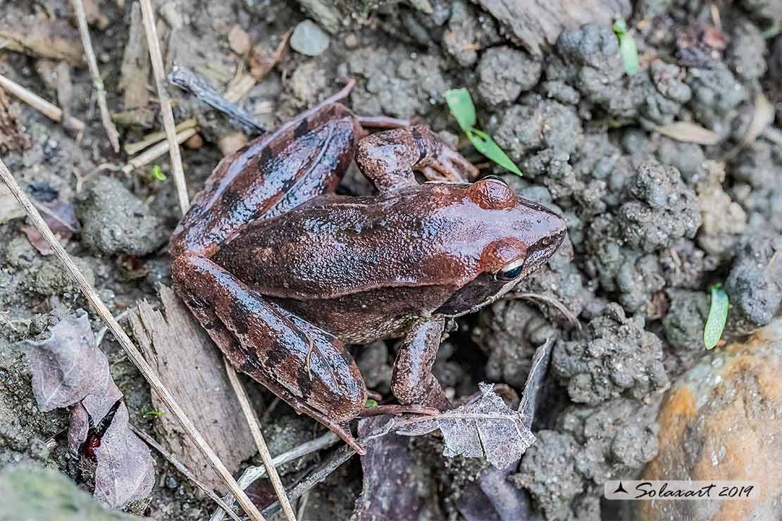 Rana latastei; Rana di Lataste