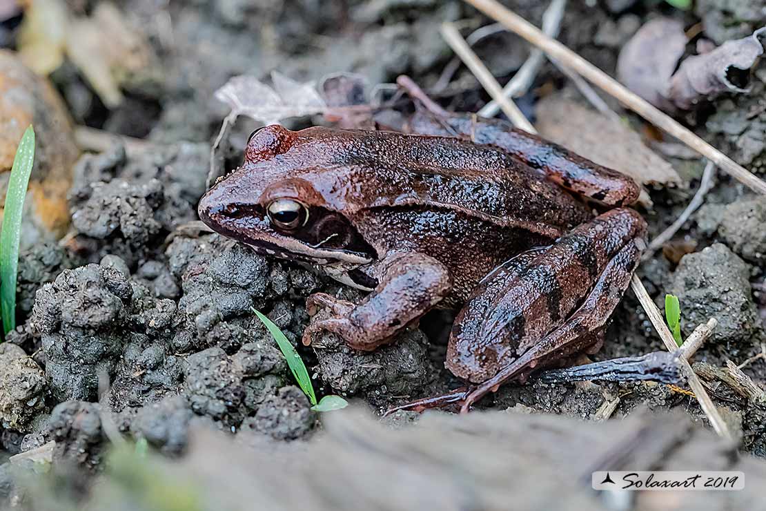 Rana latastei; Rana di Lataste