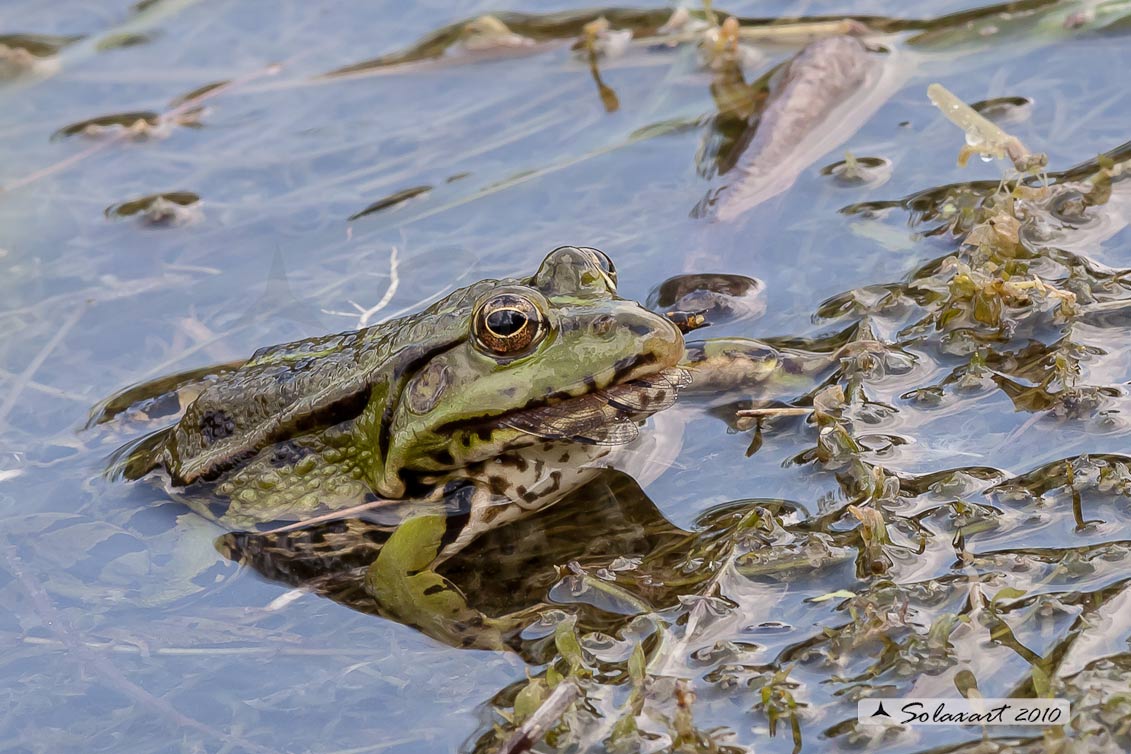 Pelophylax ridibundus: Rana verde maggiore; Marsh frog