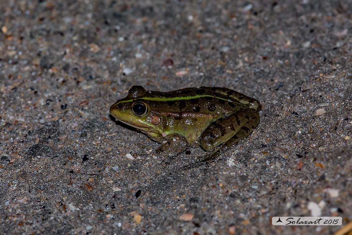 Pelophylax ridibundus: Rana verde maggiore; Marsh frog