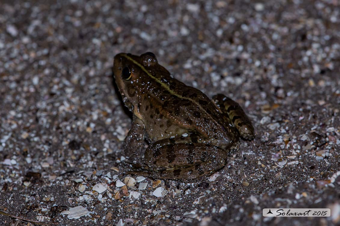 Pelophylax ridibundus: Rana verde maggiore; Marsh frog