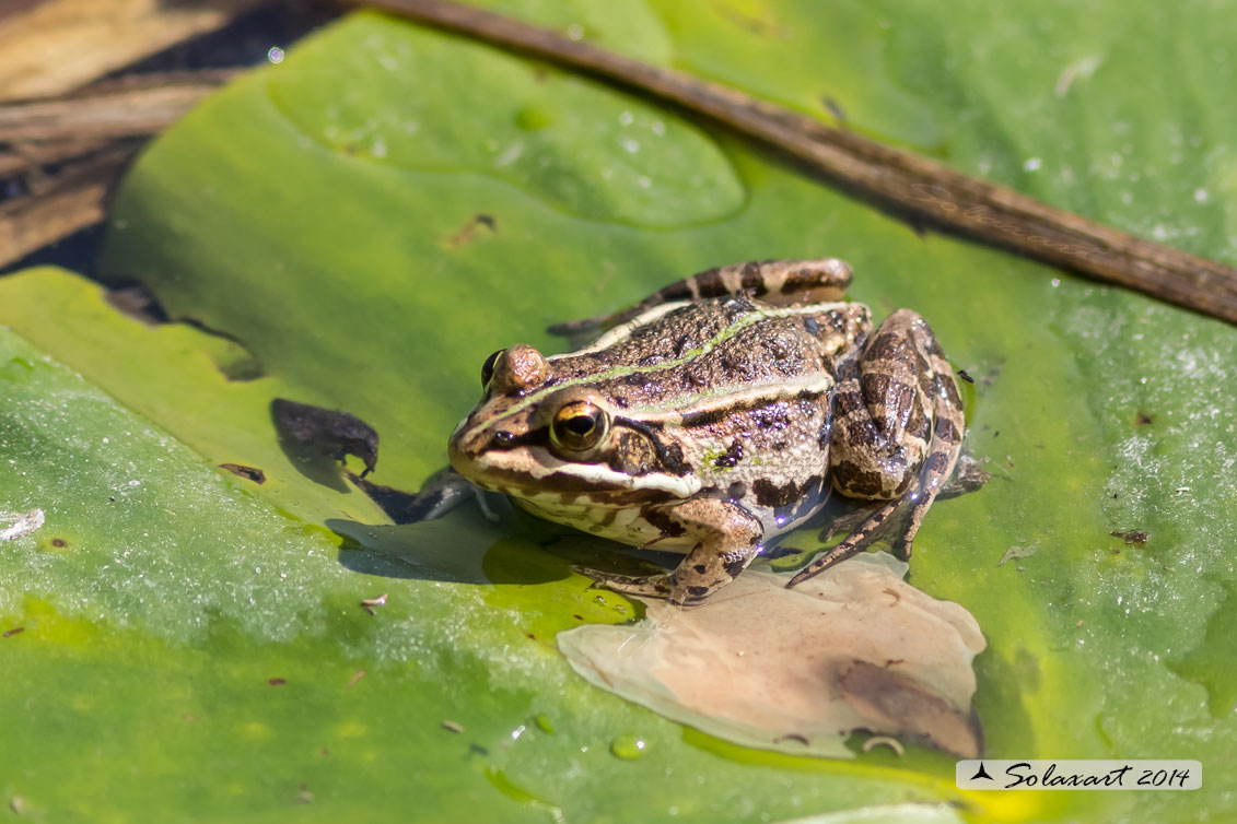 Pelophylax ridibundus: Rana verde maggiore; Marsh frog