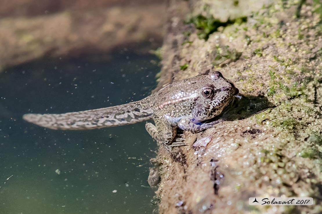 Rana verde - Pelophylax esculentus