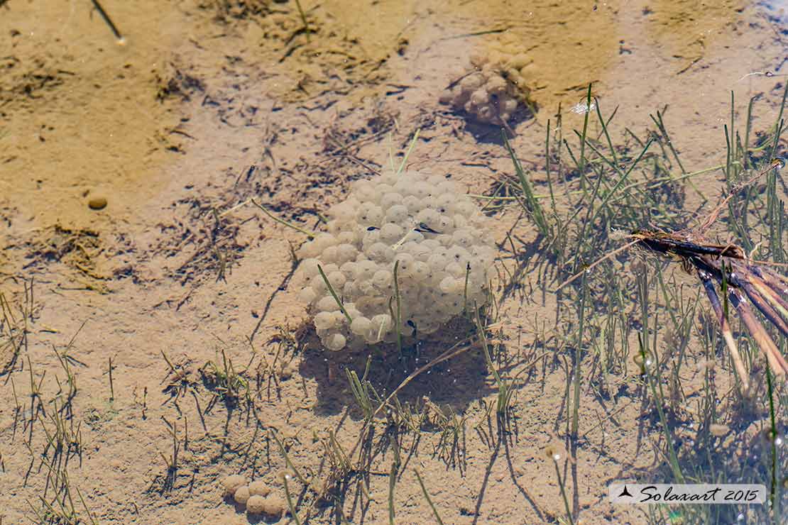 Rana verde - Pelophylax esculentus uova