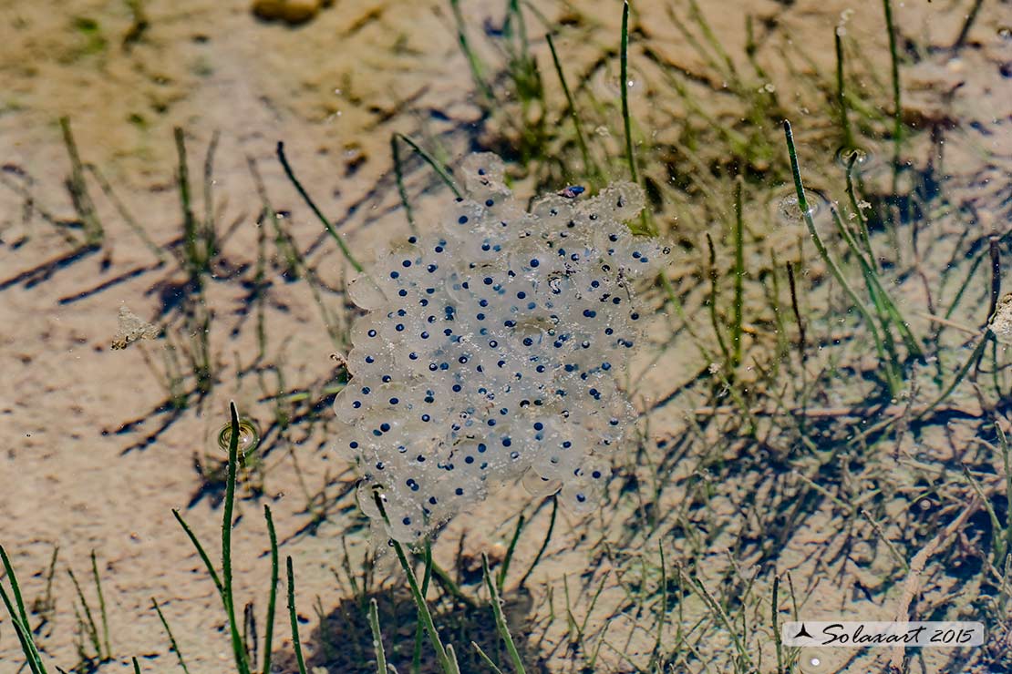 Rana verde - Pelophylax esculentus uova