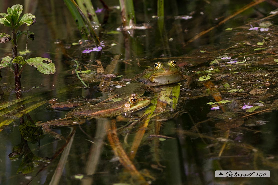 Rana verde - Pelophylax esculentus