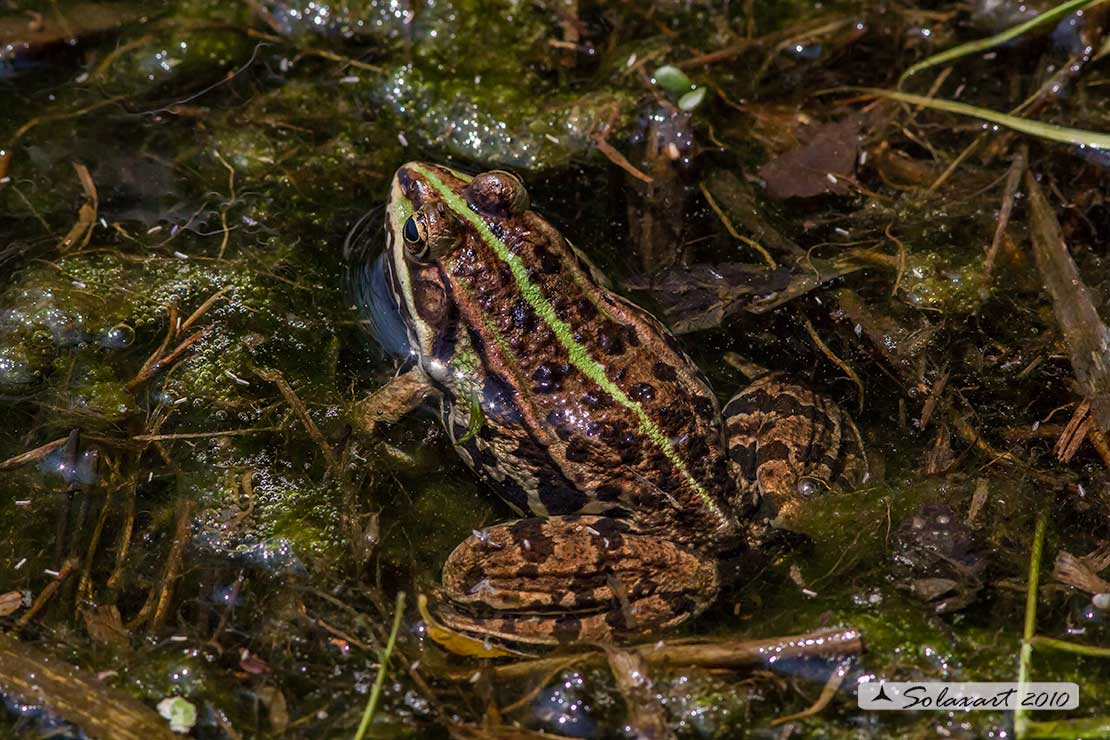 Pelophylax esculentus; Rana verde comune (adulto maturo) ; Edible frog (mature adult)