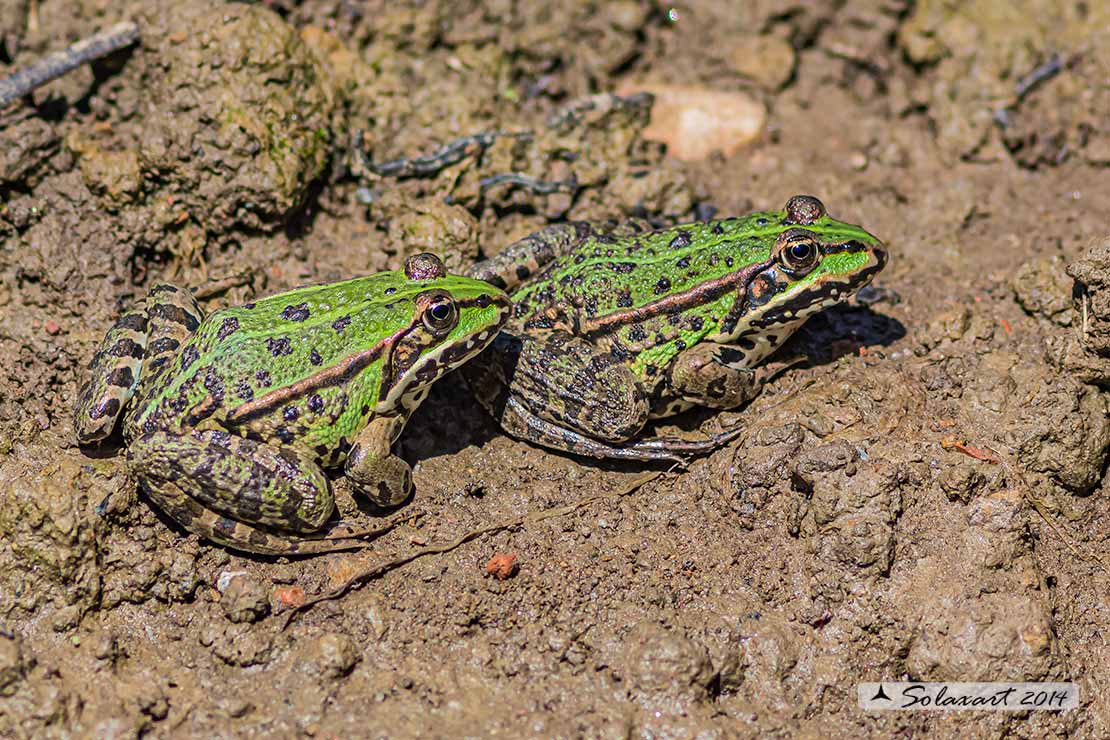 Rana verde - Pelophylax esculentus