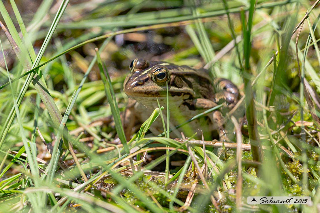 Pelophylax esculentus; Rana verde comune (adulto maturo) ; Edible frog (mature adult)