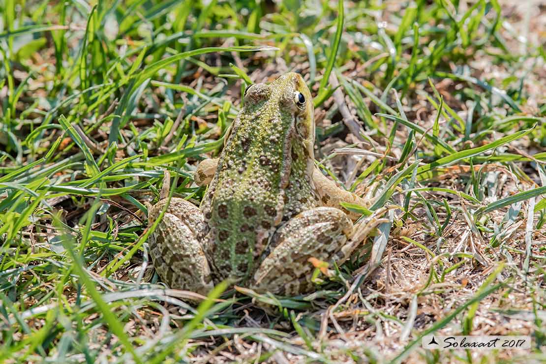 Pelophylax esculentus: Rana verde comune ; Edible frog
