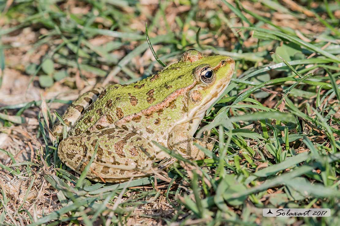 Pelophylax esculentus:   Rana verde comune ;   Edible frog