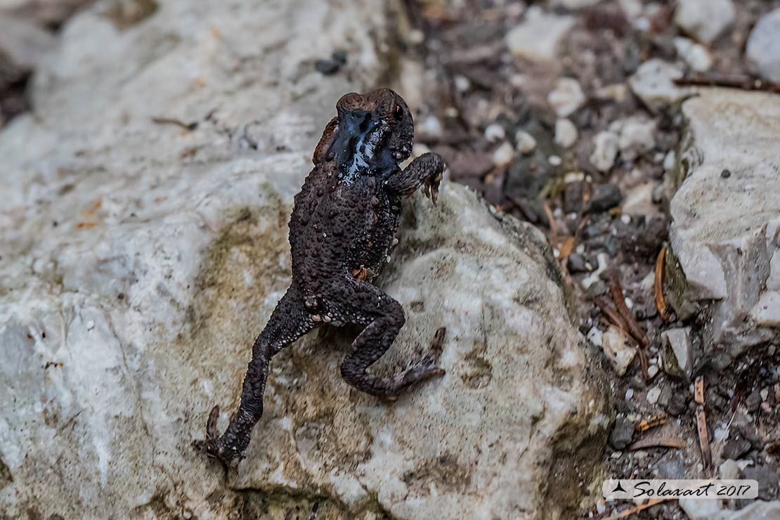 Bufo bufo: Rospo comune; Common toads