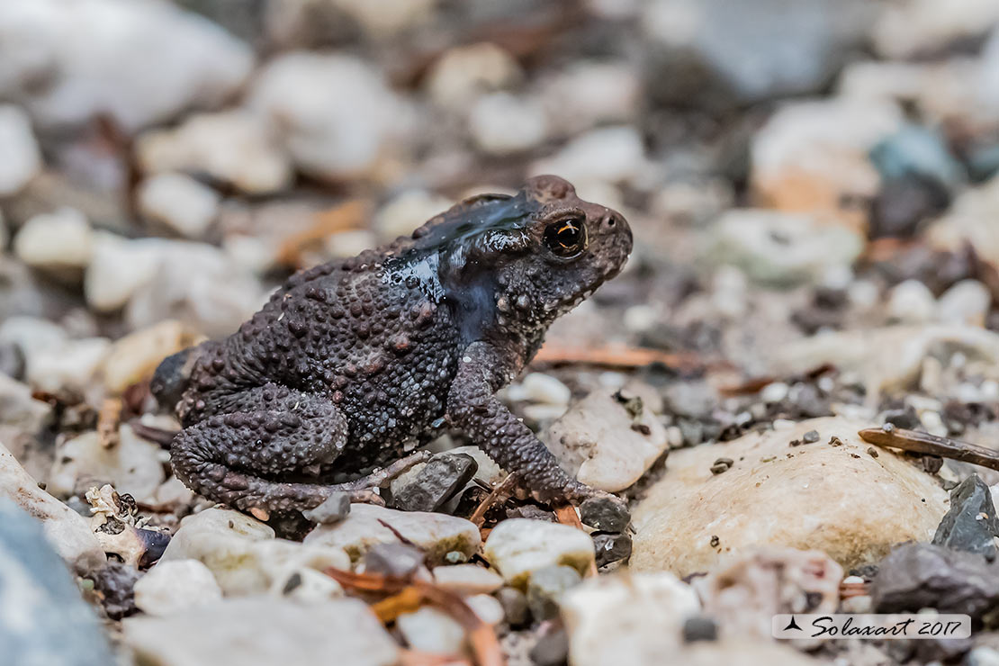 Bufo bufo: Rospo comune; Common toads