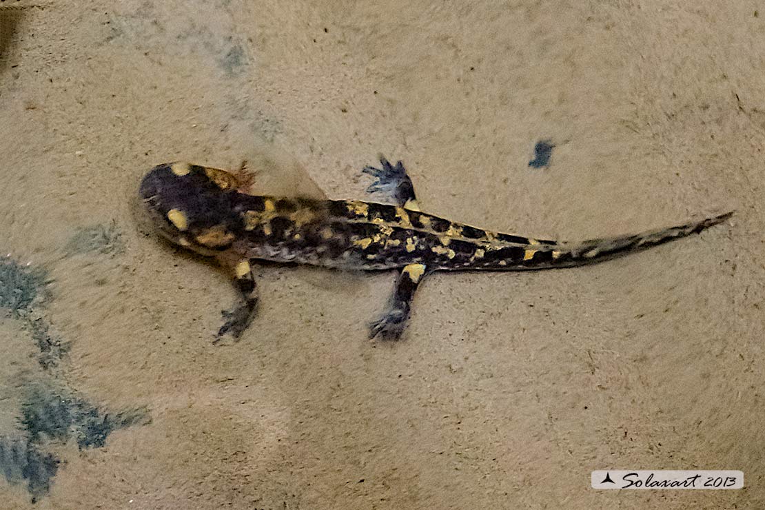 Salamandra salamandra - Salamandra pezzata - Fire Salamander