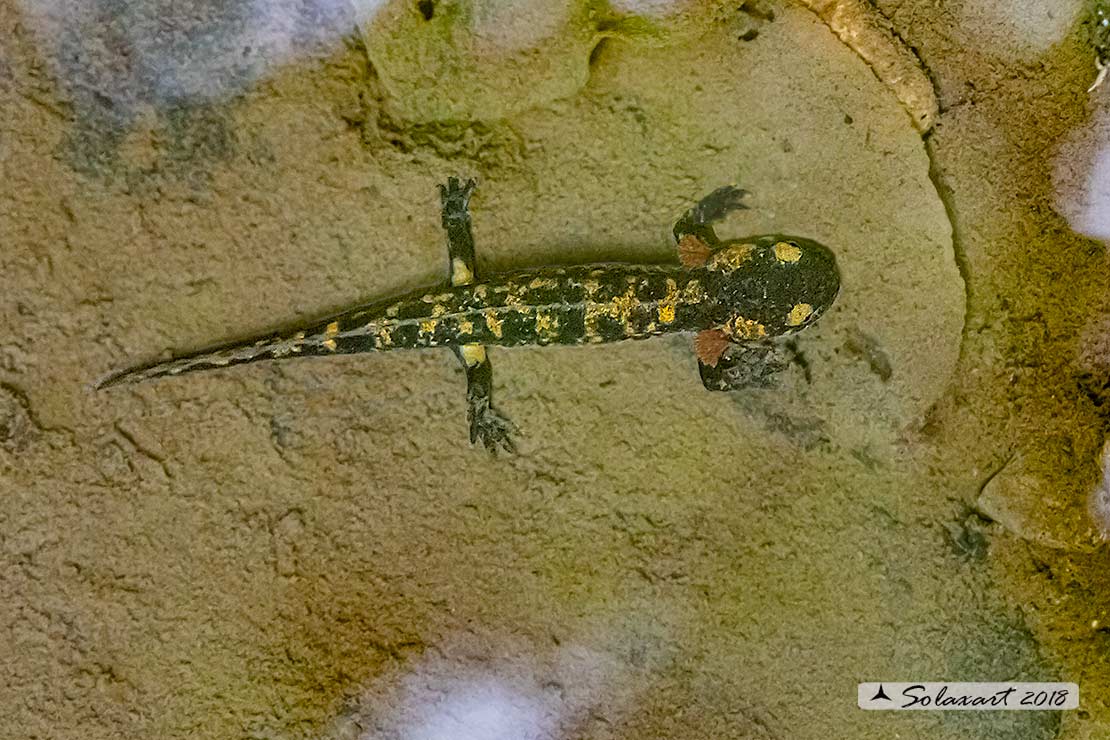 Salamandra salamandra - Salamandra pezzata - Fire Salamander
