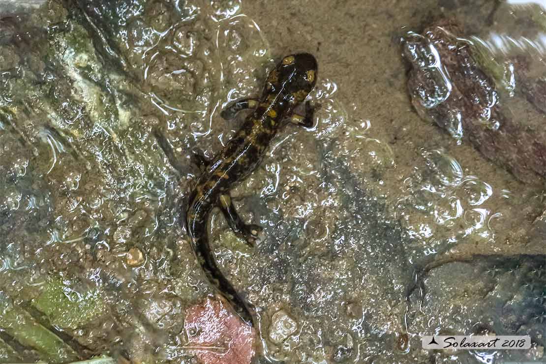 Salamandra salamandra - Salamandra pezzata - Fire Salamander