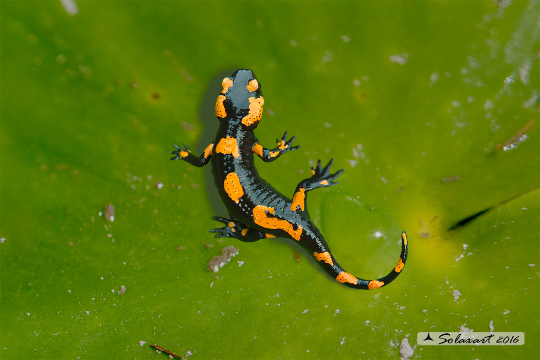 Salamandra salamandra - Salamandra pezzata - Fire Salamander