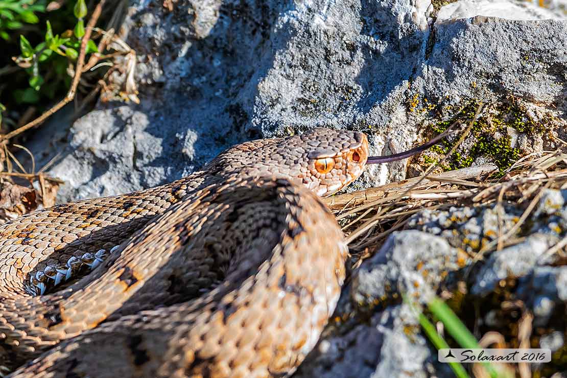 Vipera aspis - Vipera comune o Aspide - Asp viper