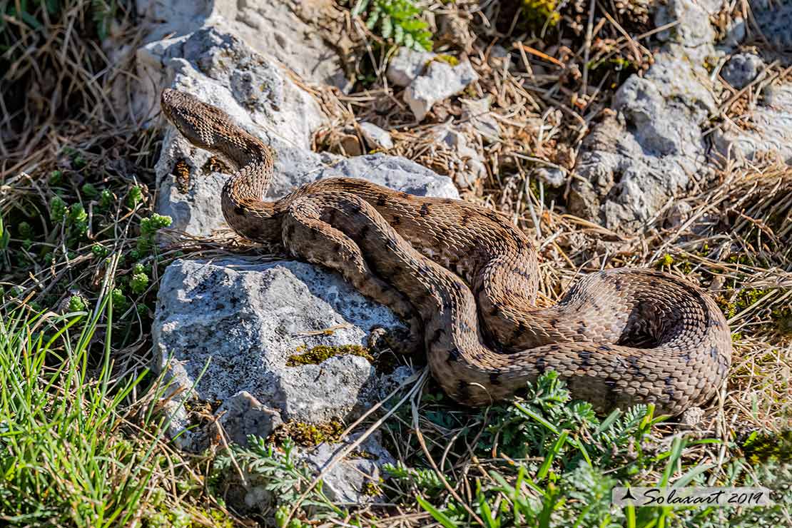 Vipera aspis - Vipera comune o Aspide - Asp viper