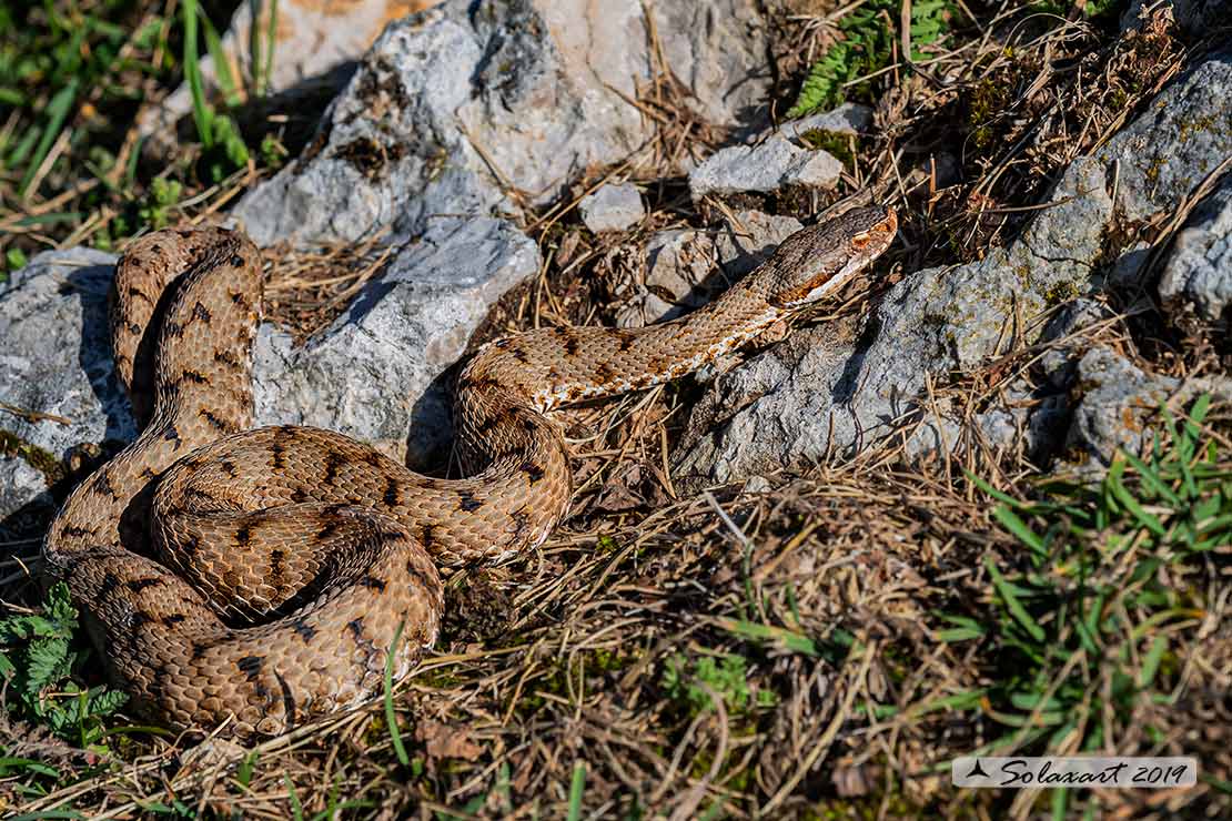 Vipera aspis - Vipera comune o Aspide - Asp viper