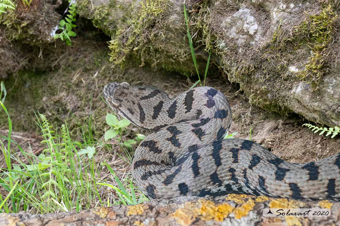 Vipera aspis - Vipera comune o Aspide - Asp viper