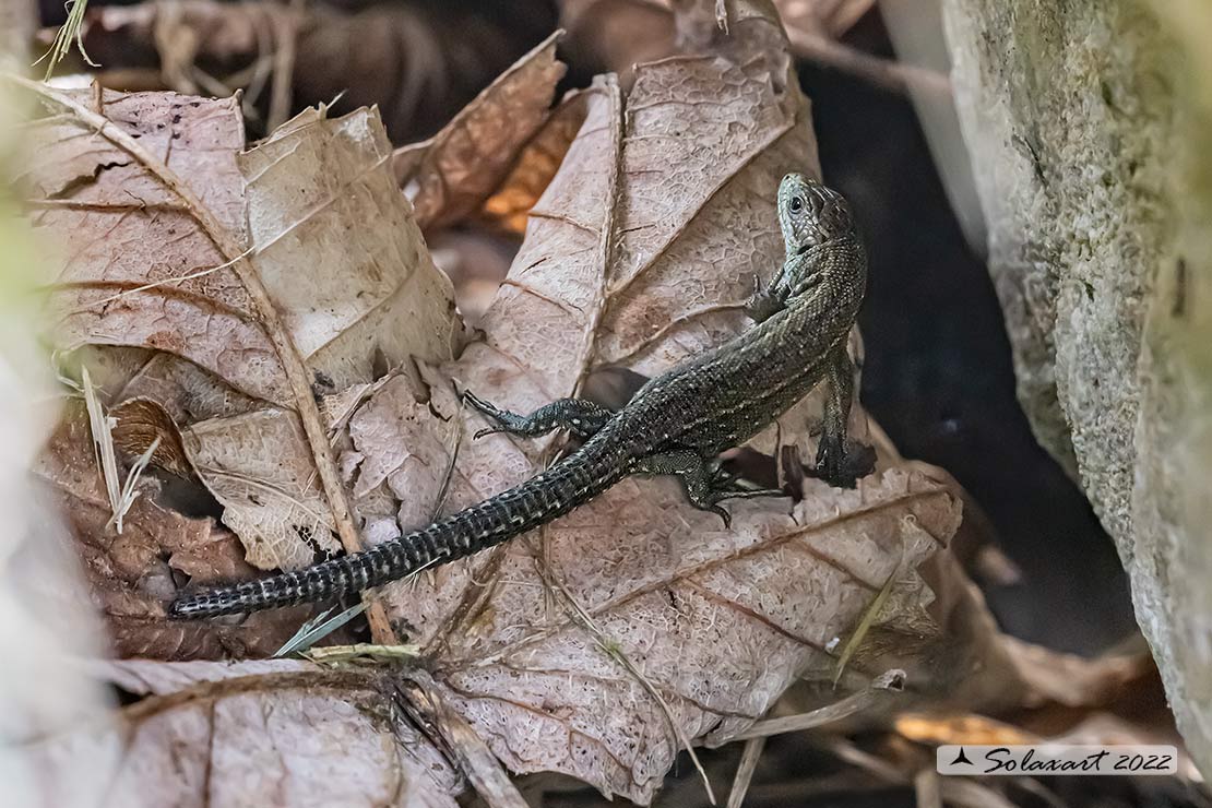 Zootoca vivipara - Lucertola vivipara - Viviparous lizard
