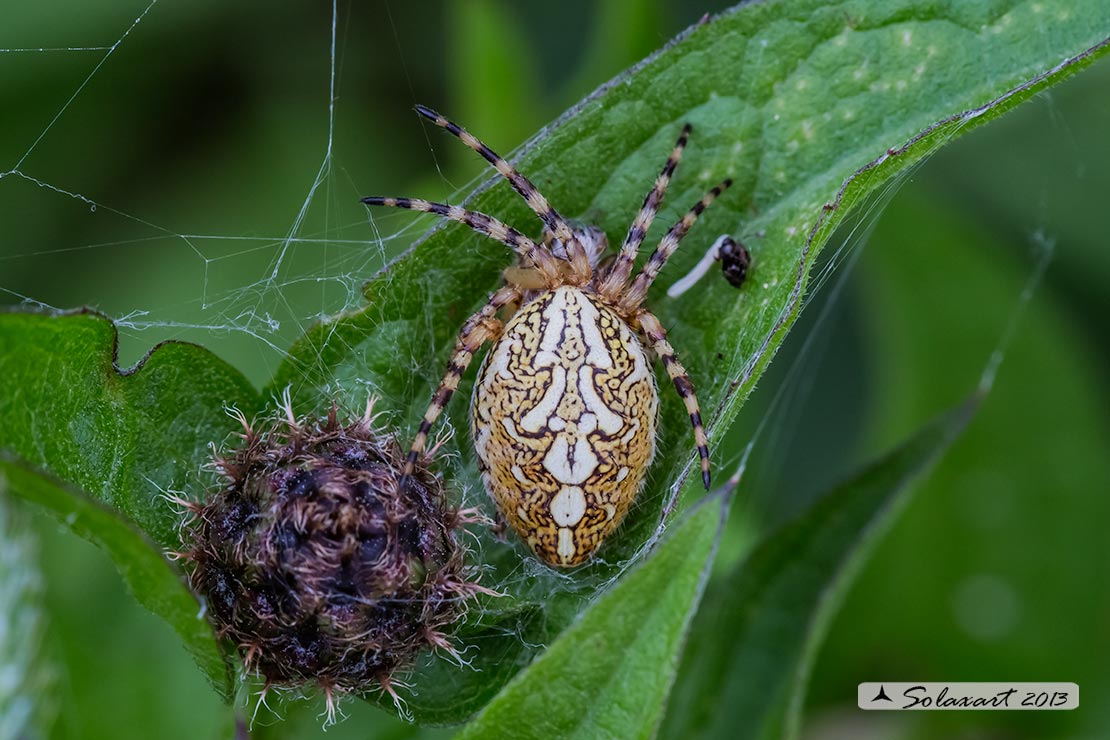 Aculepeira ceropegia - Oak spider