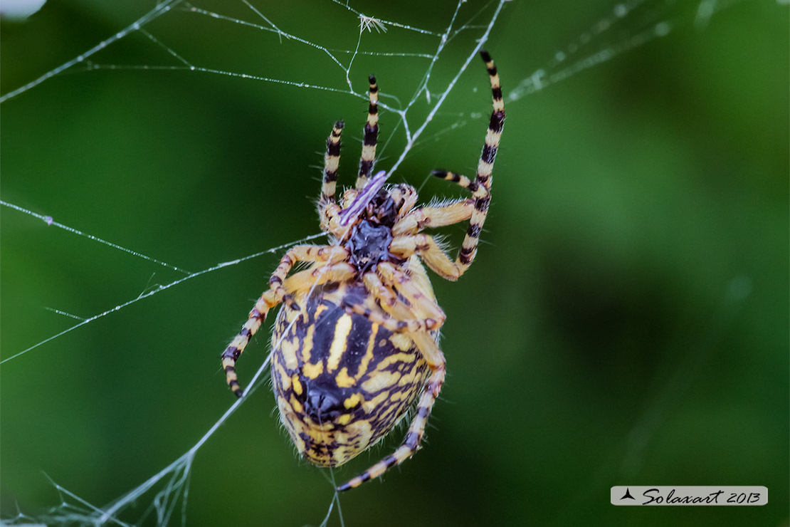 Aculepeira ceropegia - Oak spider
