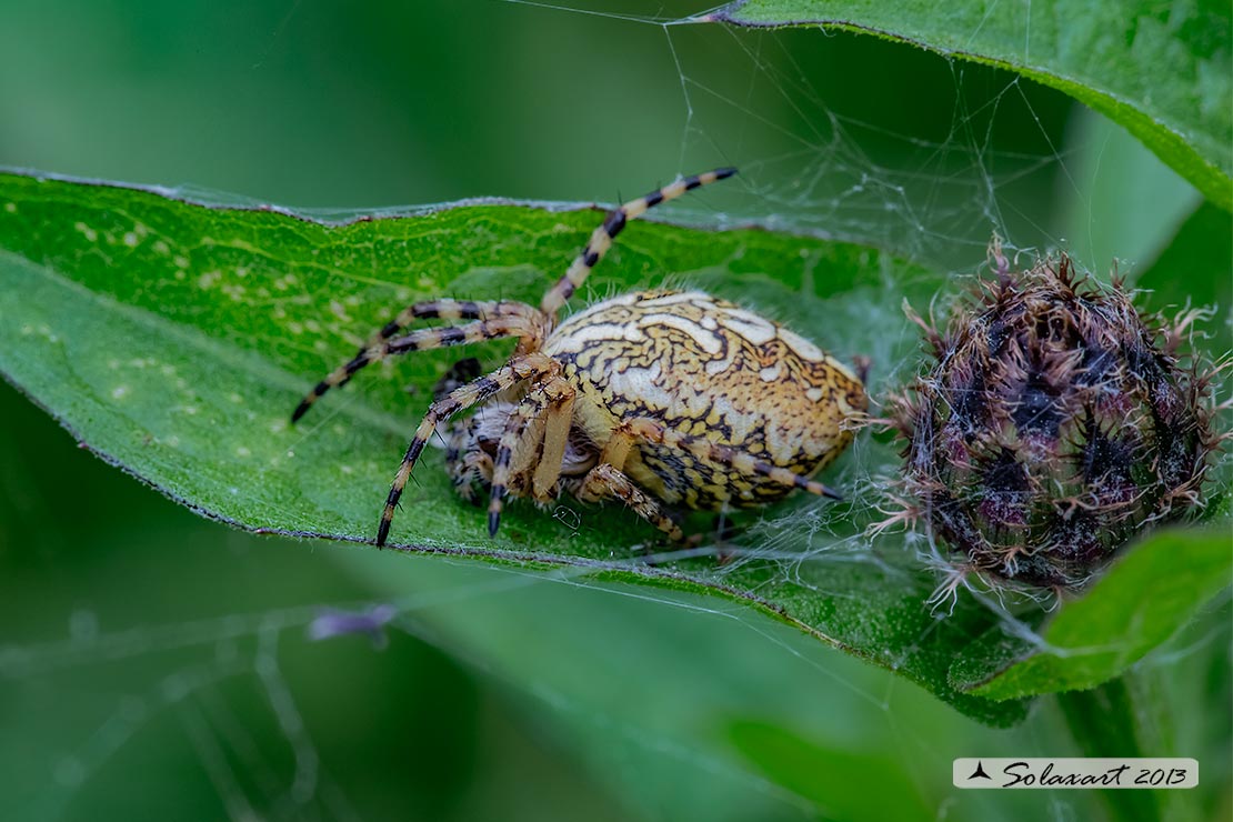 Aculepeira ceropegia - Oak spider
